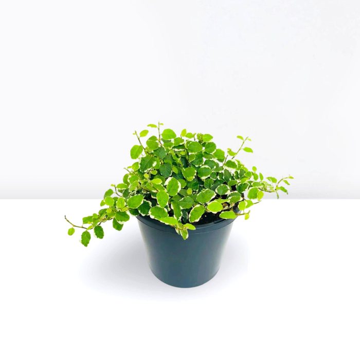 Ficus Pumila