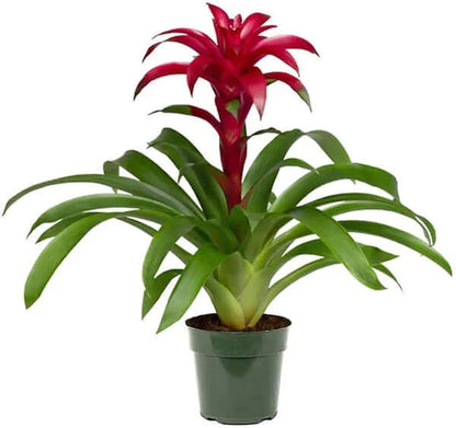 scarlet star plant indoor Guzmania Red Yellow Orange Plants, Scarlet Star