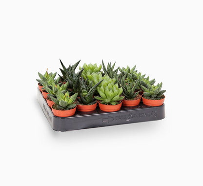 Mini succulents Haworthia