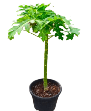 papaya plant indoors Carica papaya or Papaya Tree