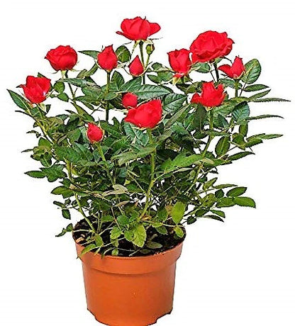 rose plant indoors Rose Plant Indoor