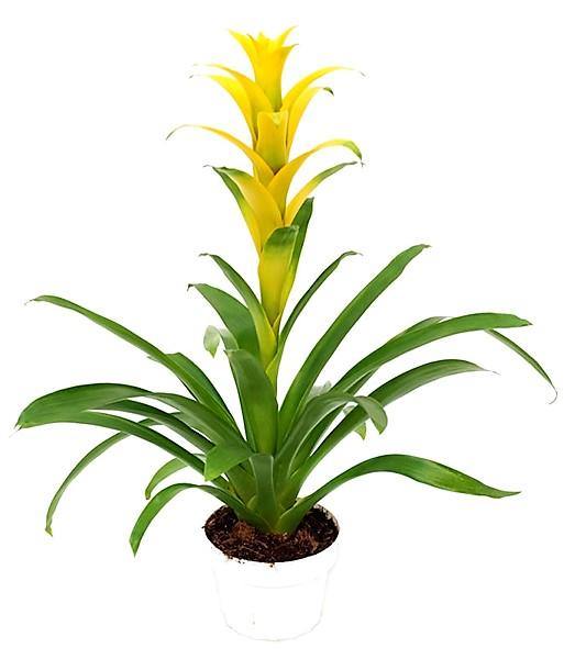 scarlet star plant indoor Guzmania Red Yellow Orange Plants, Scarlet Star