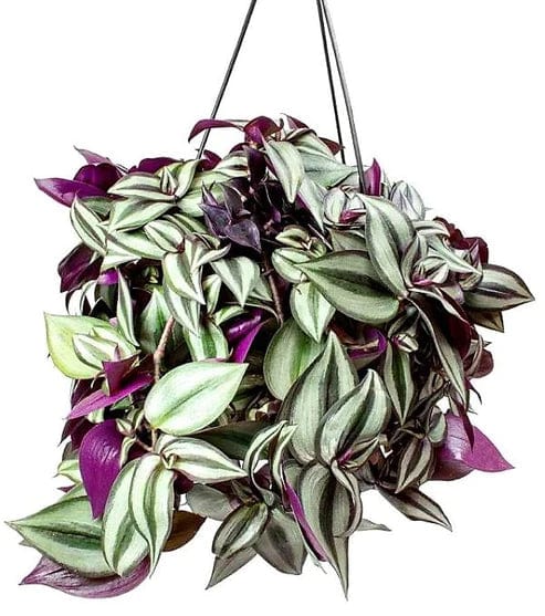 wandering jew is an indoor plant Tradescantia zebrina , Wandering Jew