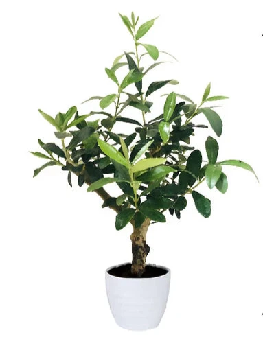 Olive Dwarf Indoor - Olive / Zaith Plant-Indoor Plant