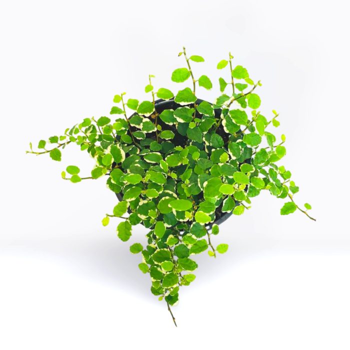 Ficus Pumila