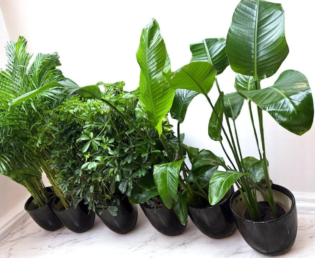 Premium Indoor Plants Bundle - 6-Piece Set | Areca Palm, Bird of Paradise & Schefflera Umbrella Plants