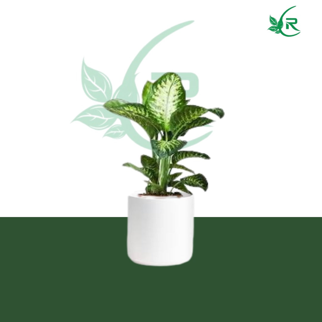 dieffenbachia 'tropic snow Tropic Snow" plant typically refers to a variety of Dieffenbachia,