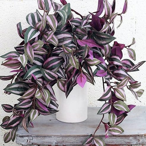 Tradescantia zebrina