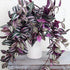 Tradescantia zebrina