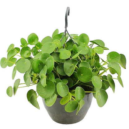 chinese money plant toxicity Chinese Money Plant, Pilea Peperomioides
