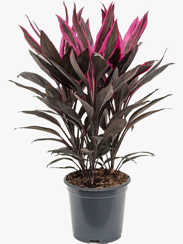 multicolor indoor plant Cordyline Fruiticosa Multicolor | Ti Plant