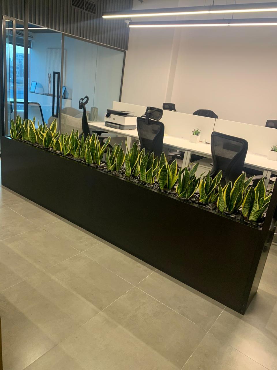 Snake Plants Bundle – Set of 15 | Best Low-Maintenance Indoor Plants