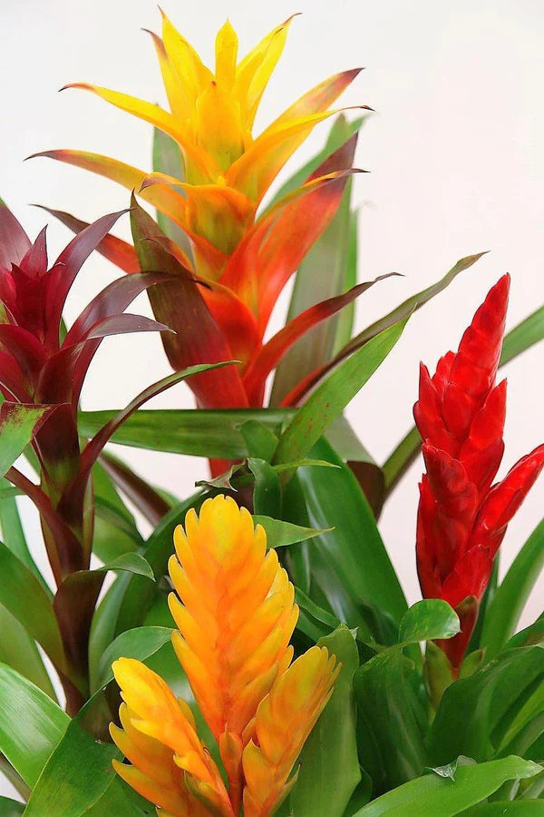 scarlet star plant indoor Guzmania Red Yellow Orange Plants, Scarlet Star