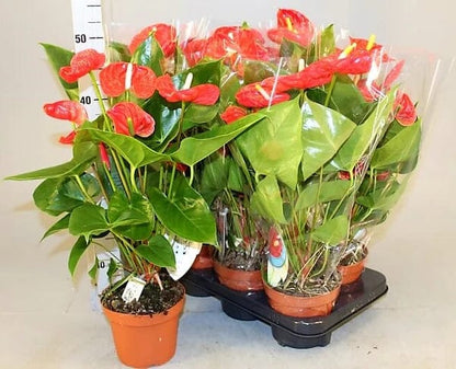 robino anthurium The Flamingo Flower, Anthurium, Andreanum