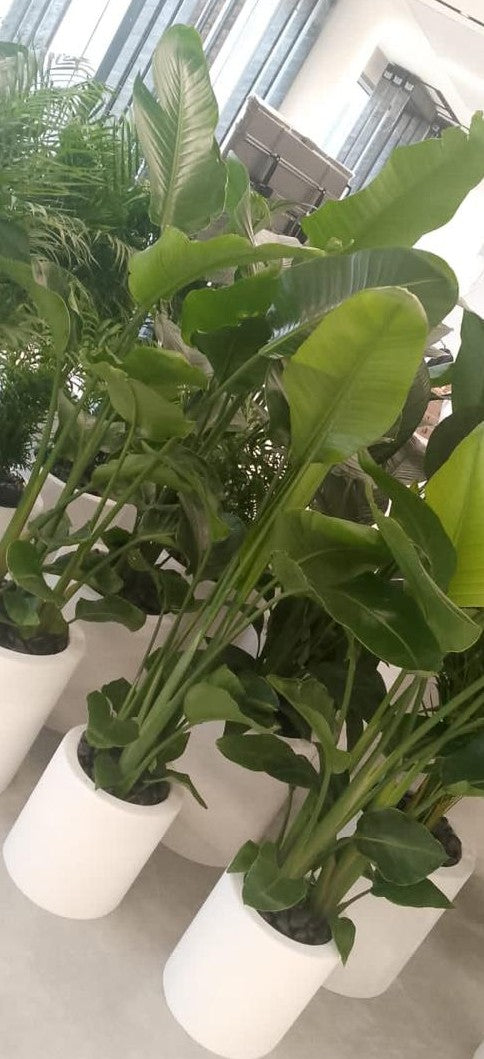 Combo Plants Bundle of 6 Pieces | Indoor Plants |Ceramic Plants| Office Plants | Home Plants