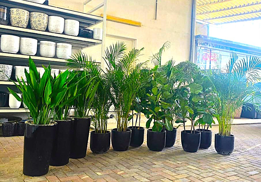 Combo Plants Bundle of 11 Pieces | Indoor Plants |Ceramics Pots Plants| Office Plants | Home Plants