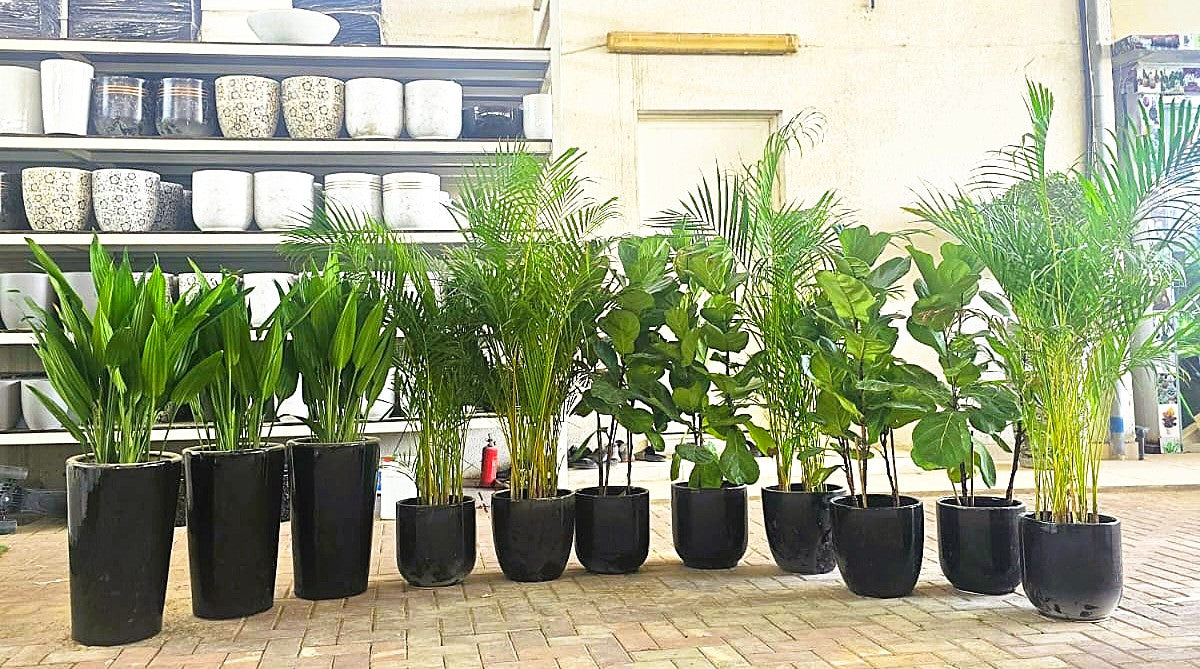 Combo Plants Bundle of 11 Pieces | Indoor Plants |Ceramics Pots Plants| Office Plants | Home Plants