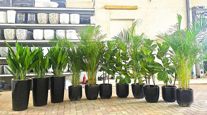 Combo Plants Bundle of 11 Pieces | Indoor Plants |Ceramics Pots Plants| Office Plants | Home Plants