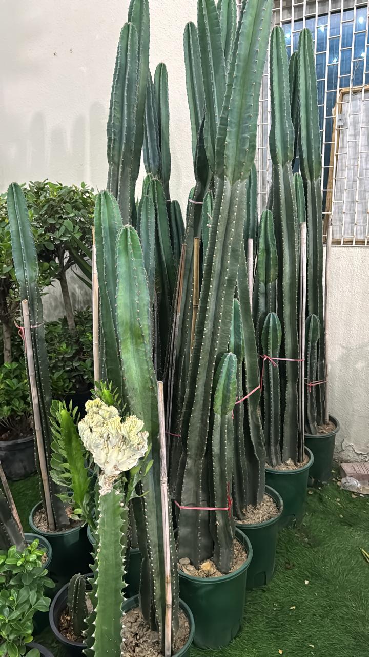 cactus san pedro fotos Cactus San Pedro