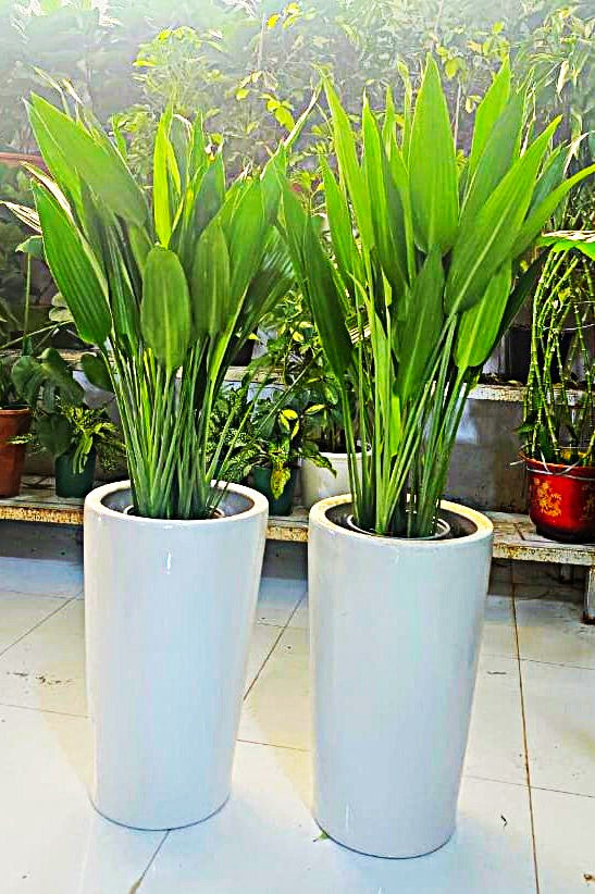 Combo Plants Bundle of 2 Pieces | Indoor Plants |Ceramics Pots Plants| Office Plants | Home Plants