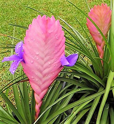 quill leaf air plant Pink Quill Tillandsia Cyanea