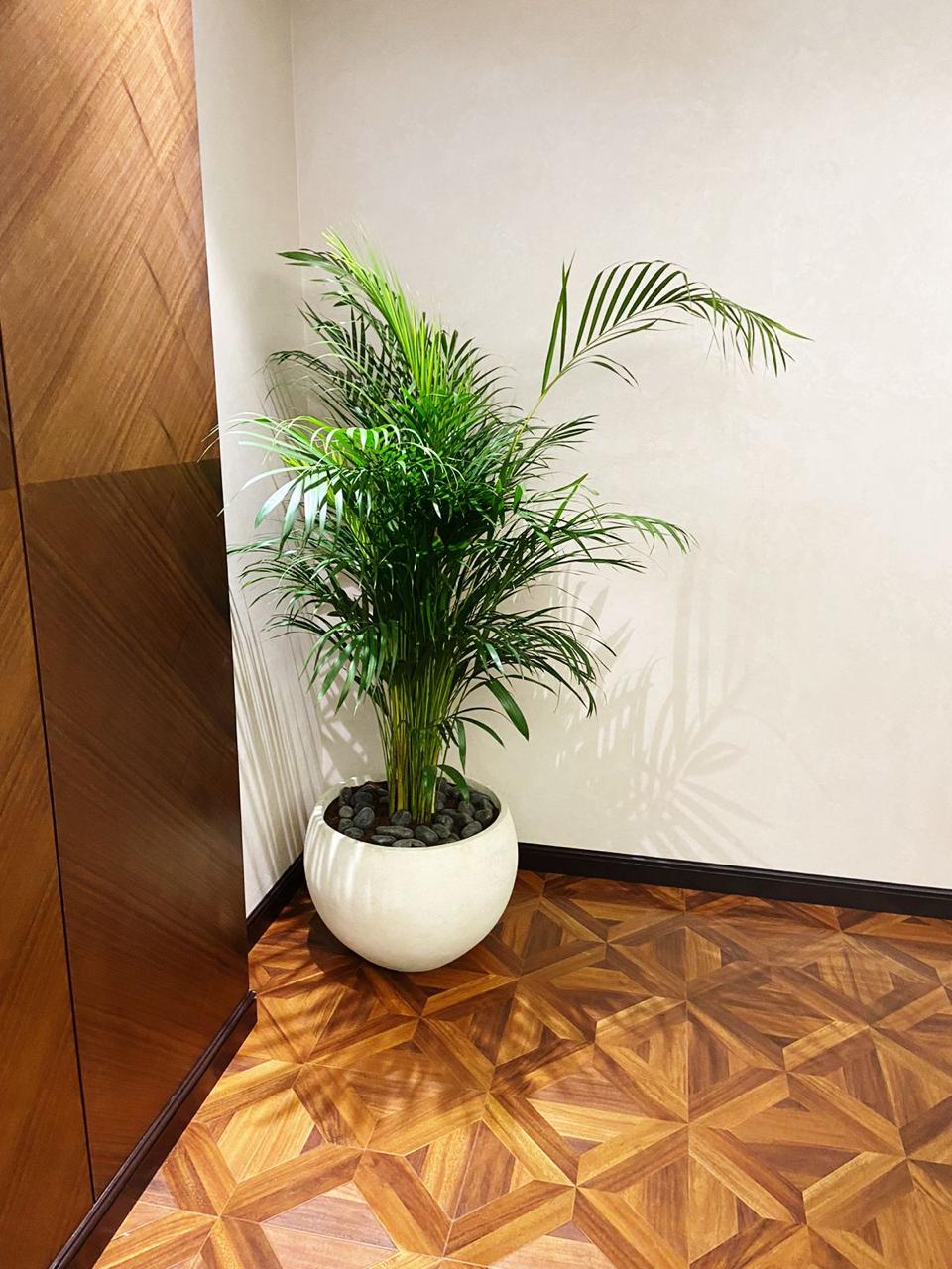 Well Potted Areca Palm | Best Indoor Plant for Home & Office | Elegant Ceramic Pot