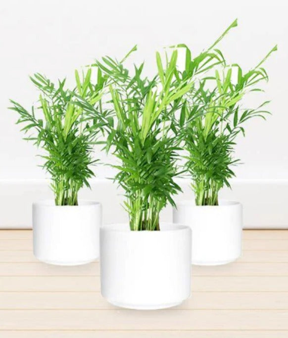 bamboo palm live plant Bamboo Palm (Chamaedorea Elegans)