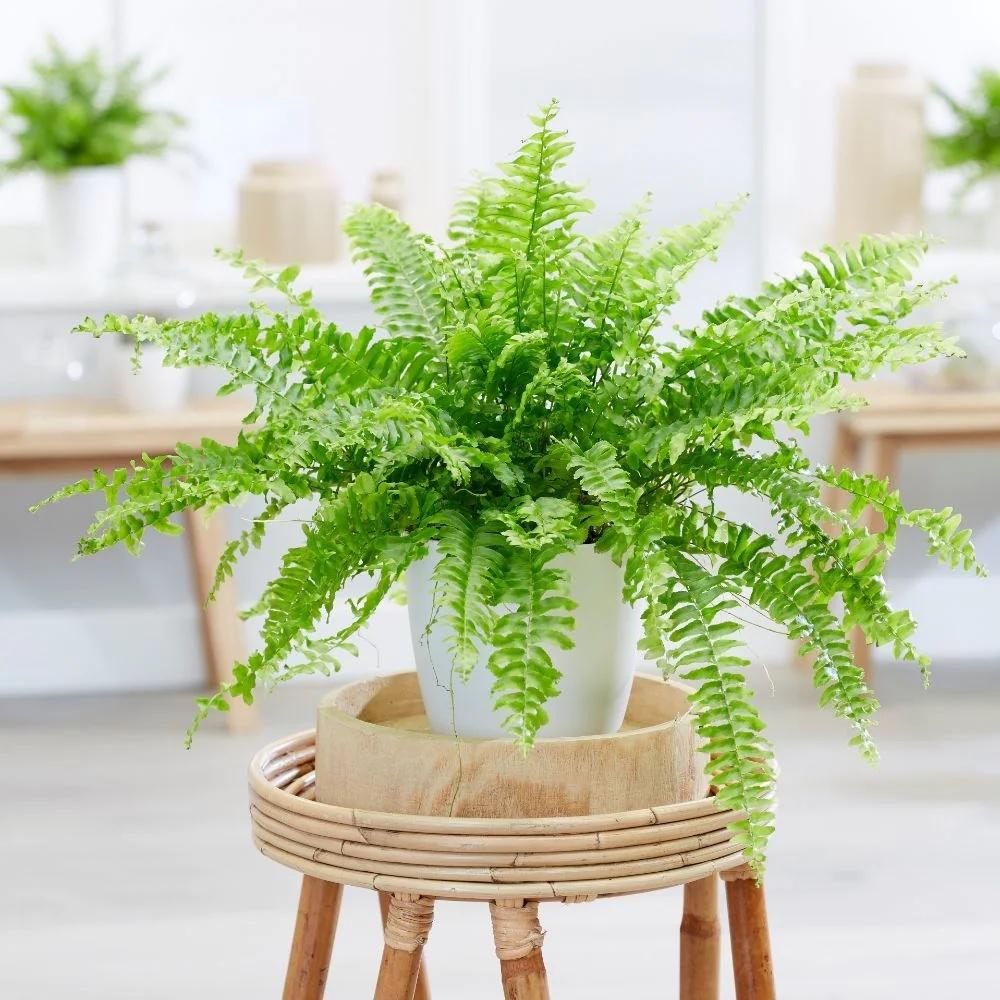 GREEN LADY