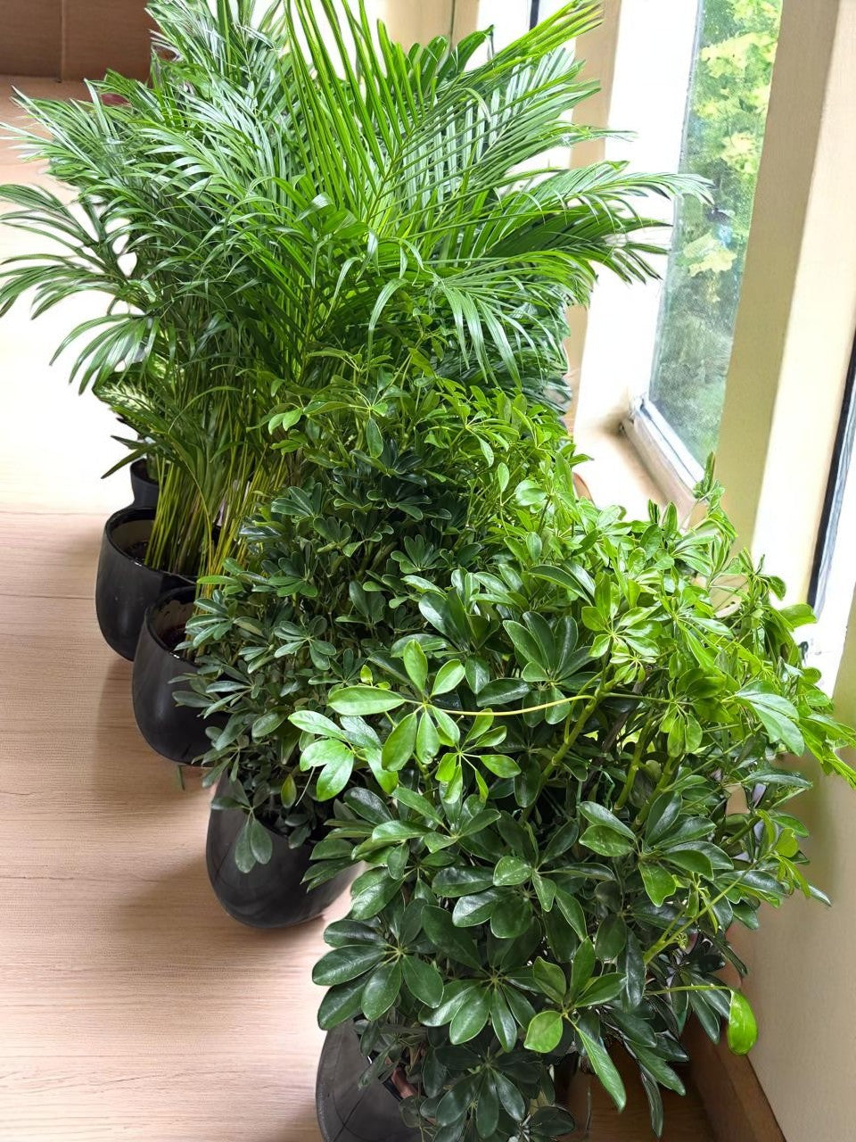 Combo Plants Bundle of 4 Pieces | Indoor Plants |Ceramic Plants| Office Plants | Home Plants