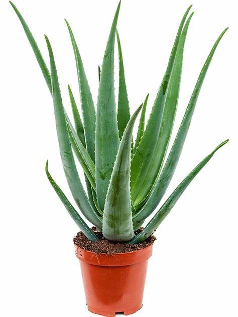 aloe vera plant in arabic Aloe vera, Medicina Aloe, Savila Or الألوة فيرا