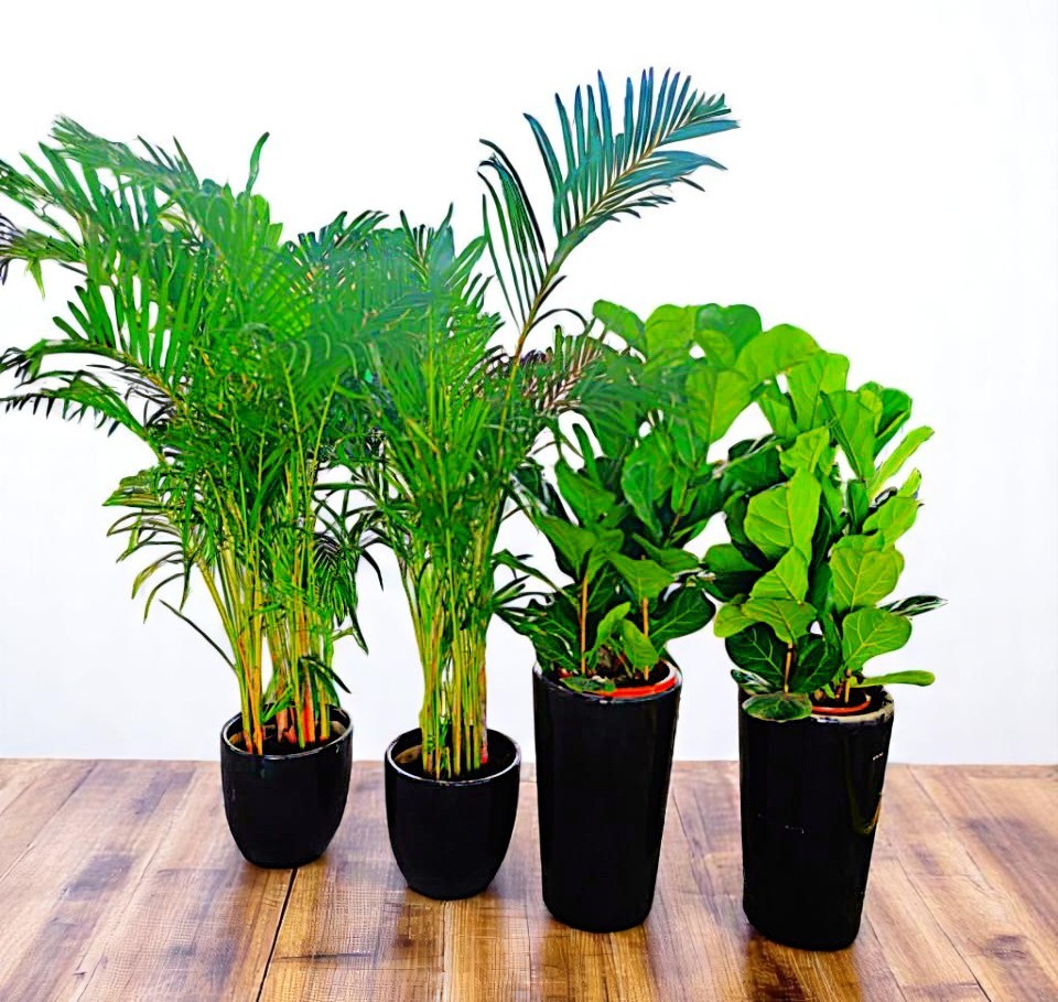 Combo Plants Bundle of 4 Pieces | Indoor Plants |Ceramics Pots Plants| Office Plants | Home Plants