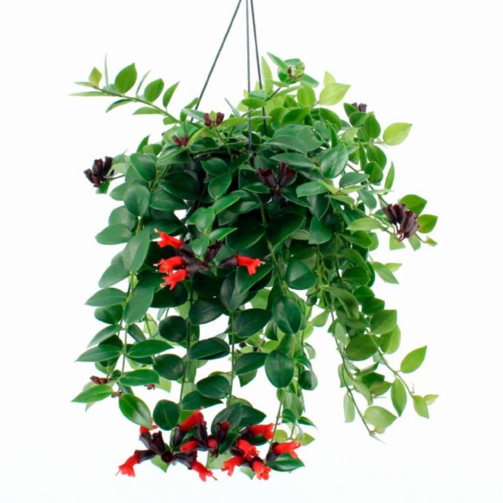 Aeschynanthus "Mona Lisa" | Lipstick Plant | Elegant Hanging Beauty