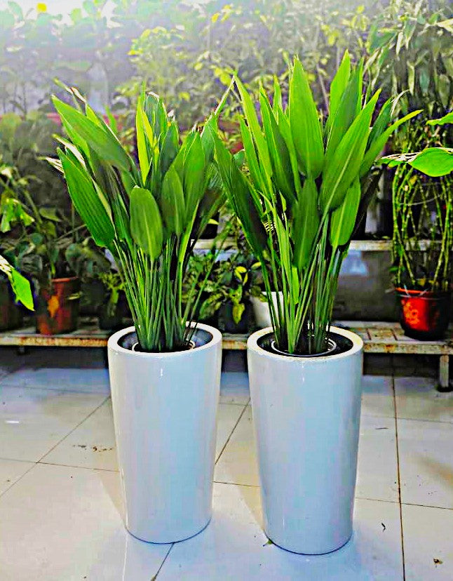 Aspidistras  | Indoor Plants |Ceramics Pot Plant| Office Plants | Home Plants