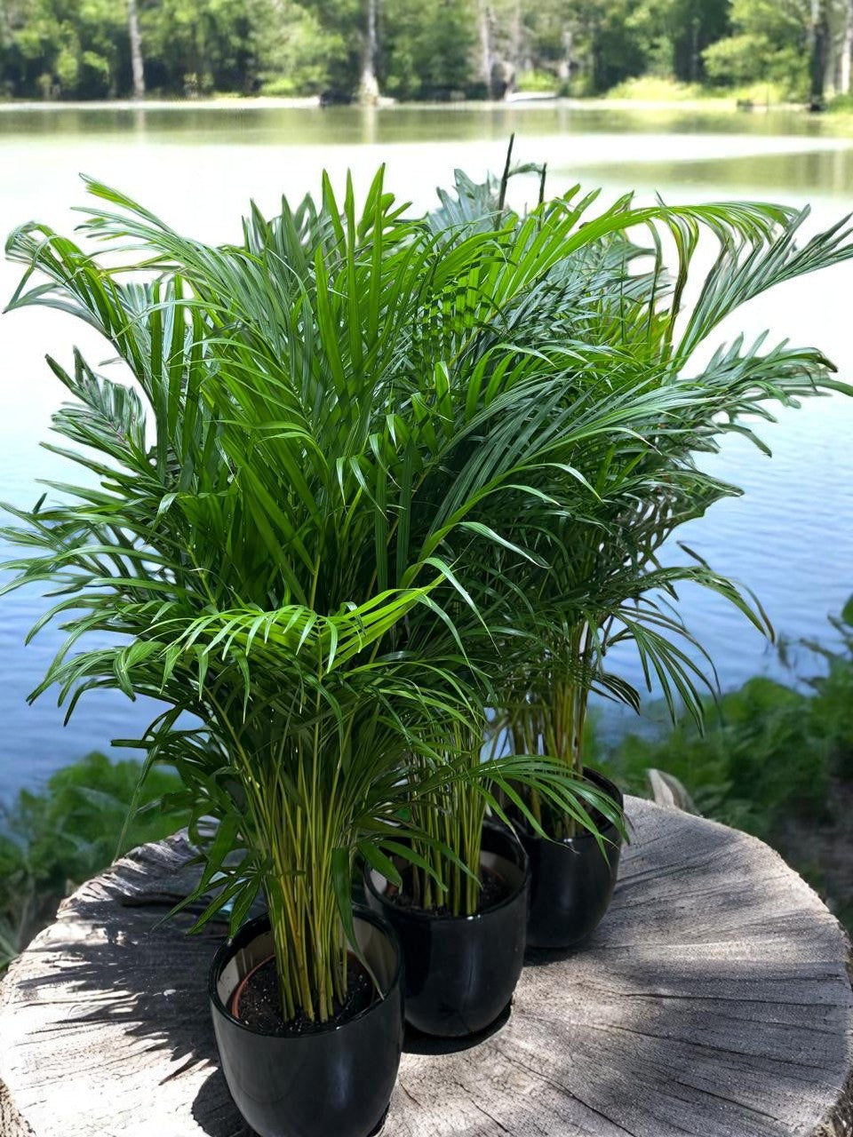 Combo Bundle: 3 Healthy Areca Palm Plants (120 cm) – Premium Indoor Air-Purifying Greenery