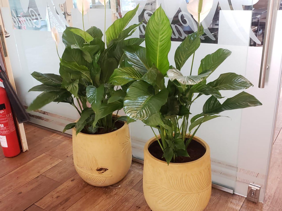 Combo Plants Bundle of 2 Pieces | Indoor Plants |Fibre Glass Pots Plants| Office Plants | Home Plants