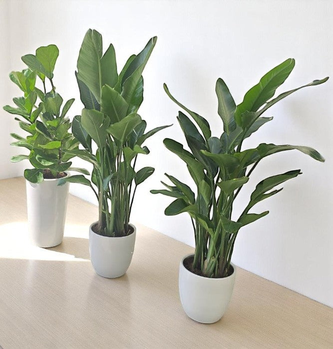 Combo Plants Bundle – 2 Bird of Paradise & 1 Fiddle Leaf Fig | Indoor Greenery Set in Elegant Ceramic Pots