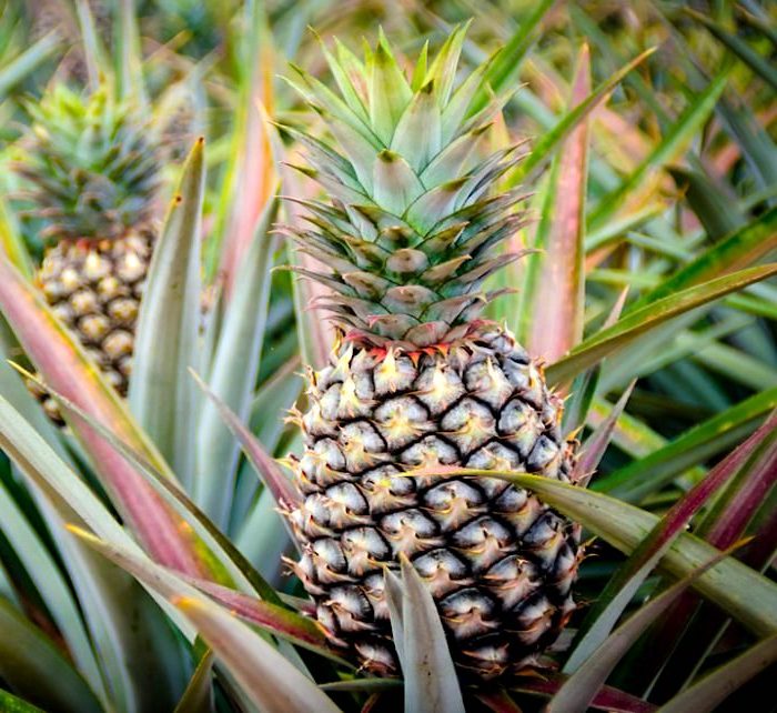 Pineapple Plant