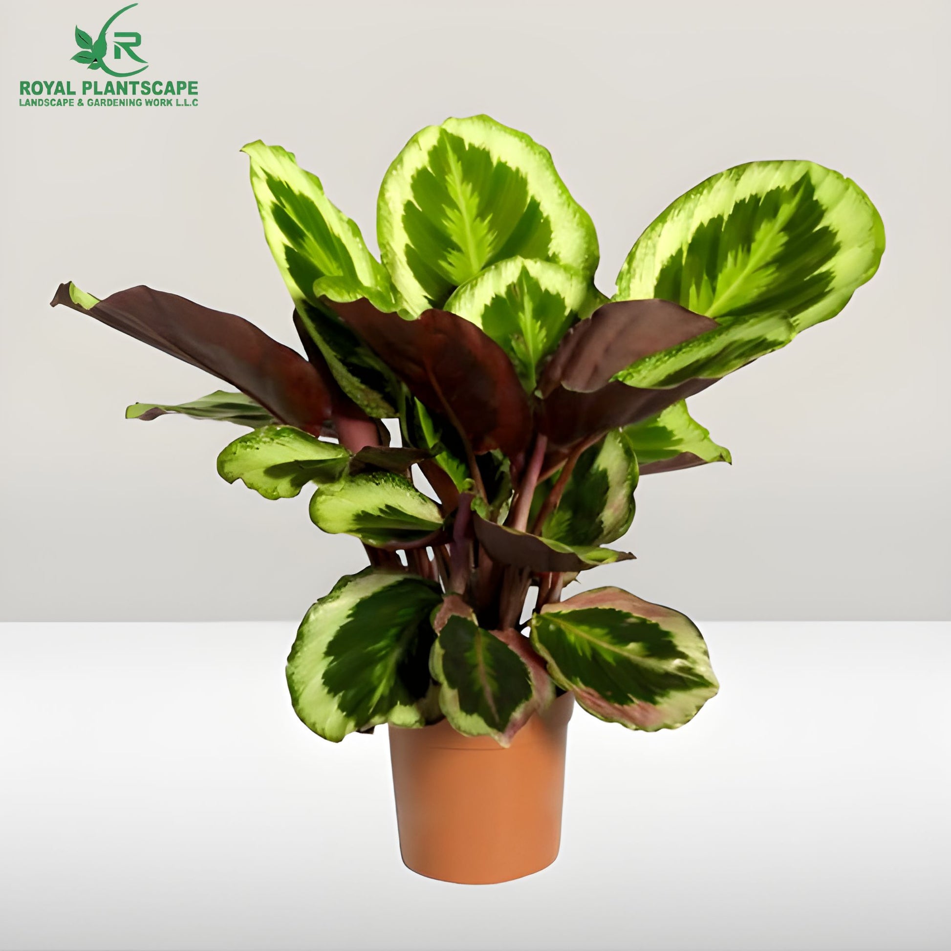 Calathea Medallion