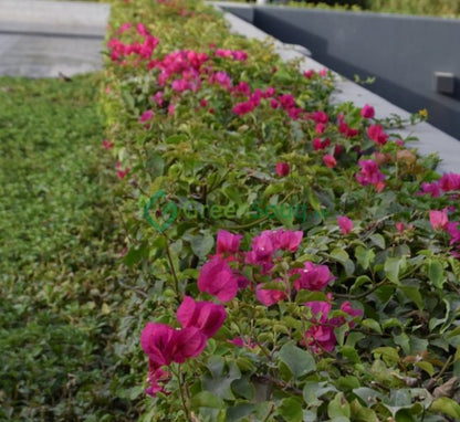 Bougainvillea “Pink Pixie”