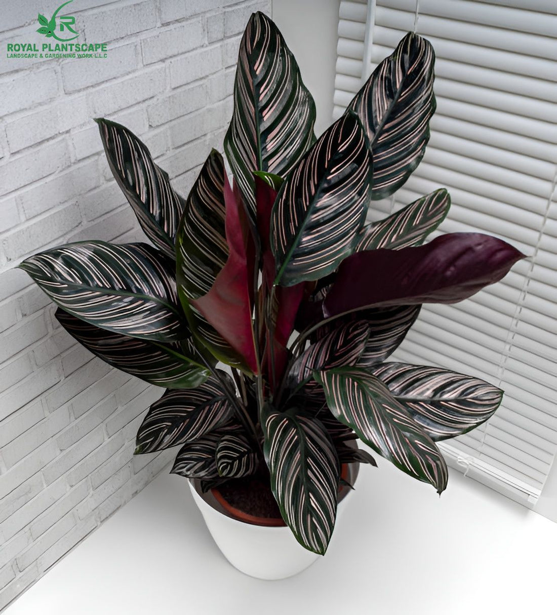  CalatheaOrnata | Best_Plants For Indoors