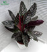  CalatheaOrnata | Best_Plants For Indoors