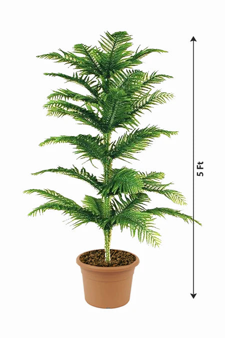 is christmas tree an indoor plant Christmas Tree