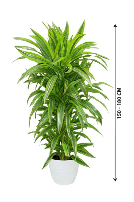 Dracaena Lemon Lime