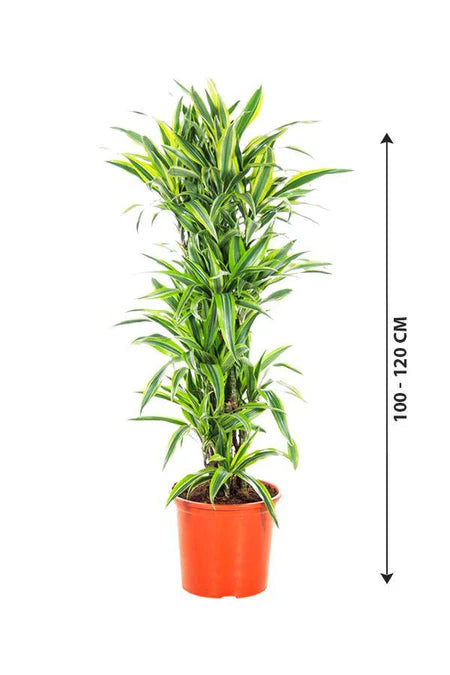 lemon lime indoor plant Dracaena Lemon Lime