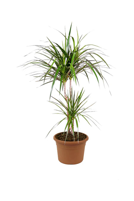 dracaena branching Dragon Tree