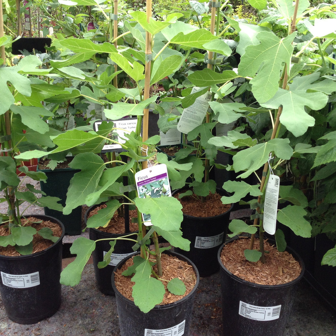 FICUS CARICA 