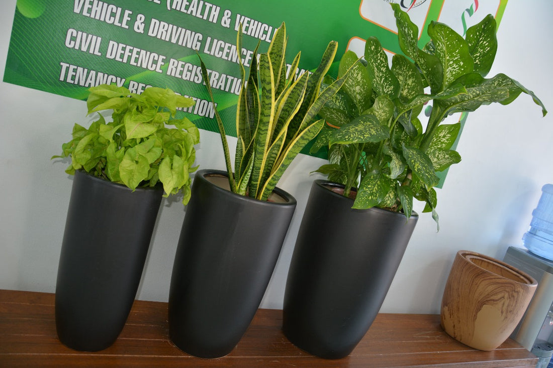 Well potted Combo Plants - Set of 3 Indoor Plants with Pots for Royal Plants (Perfect for & Home Decor)