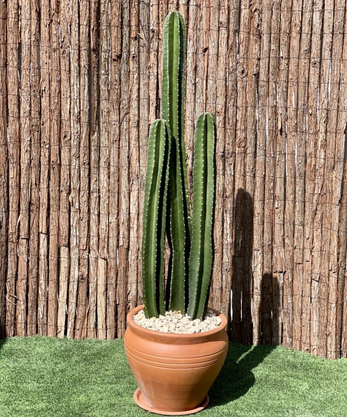 san pedro cactus potted Cactus San Pedro
