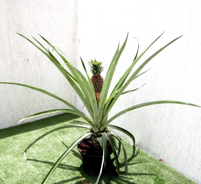 pineapple plant inside Ananas Comosus | Pineapple Plant