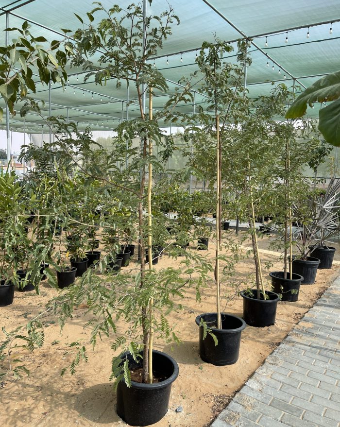 tamarind house plant Tamarindus indica or Tamarind Tree شجرة
